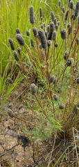 Dalea purpurea