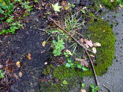Bidens bipinnata