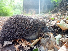 Erinaceus