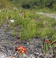 Drosera aliciae