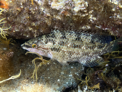Symphodus tinca
