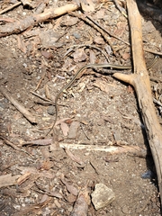 Thamnophis elegans elegans