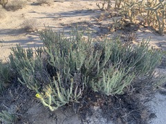 Cylindropuntia tesajo
