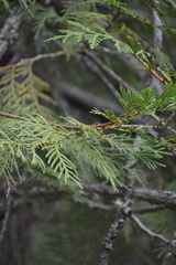 Thuja