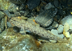 Gobius incognitus
