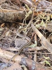 Thamnophis elegans elegans