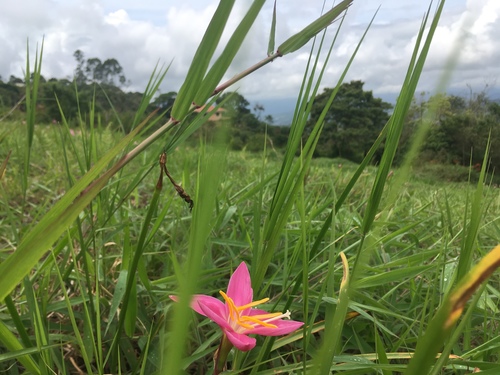 Zephyranthes carinata