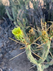 Cylindropuntia tesajo