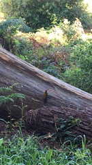 Chloropicus griseocephalus