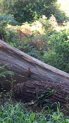 Chloropicus griseocephalus