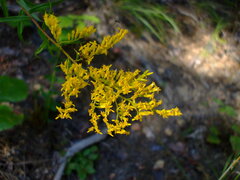 Solidago odora