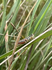 Melanoplus