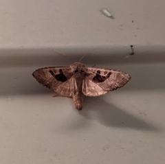 Phlogophora