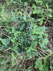 Sida rhombifolia