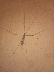 Limoniinae