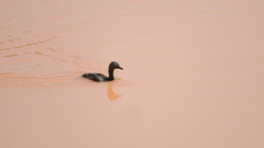 Tachybaptus dominicus