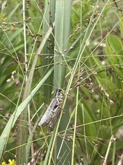 Melanoplus