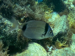 Diplodus vulgaris