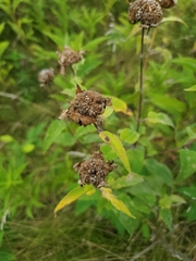 Monarda fistulosa