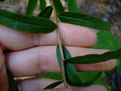 Solidago odora