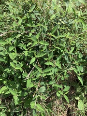 Sida rhombifolia