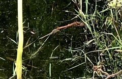 Sympetrum striolatum