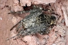 Eustala anastera