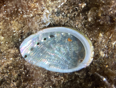 Haliotis tuberculata