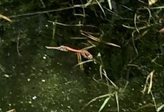 Sympetrum striolatum