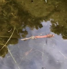 Sympetrum striolatum