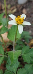 Bidens pilosa