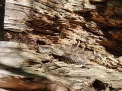 Crotalus oreganus oreganus