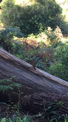 Chloropicus griseocephalus