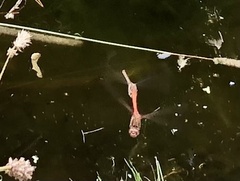 Sympetrum striolatum