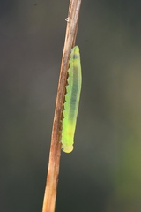 Tenthredopsis