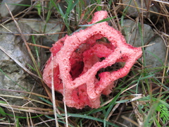 Clathrus ruber