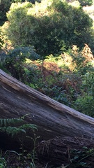 Chloropicus griseocephalus