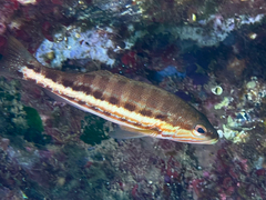 Serranus cabrilla