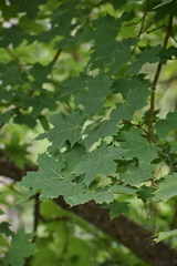 Acer