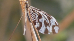 Nemoptera bipennis