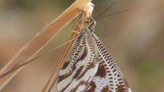 Nemoptera bipennis