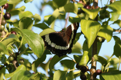 Limenitis arthemis arthemis