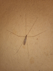 Limoniinae