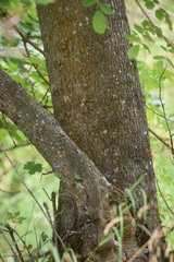Acer