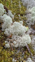 Cladonia stellaris