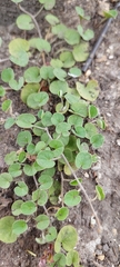 Dichondra