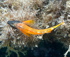 Tripterygion delaisi