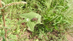 Apiomerus flaviventris