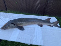 Acipenser fulvescens