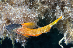 Tripterygion delaisi